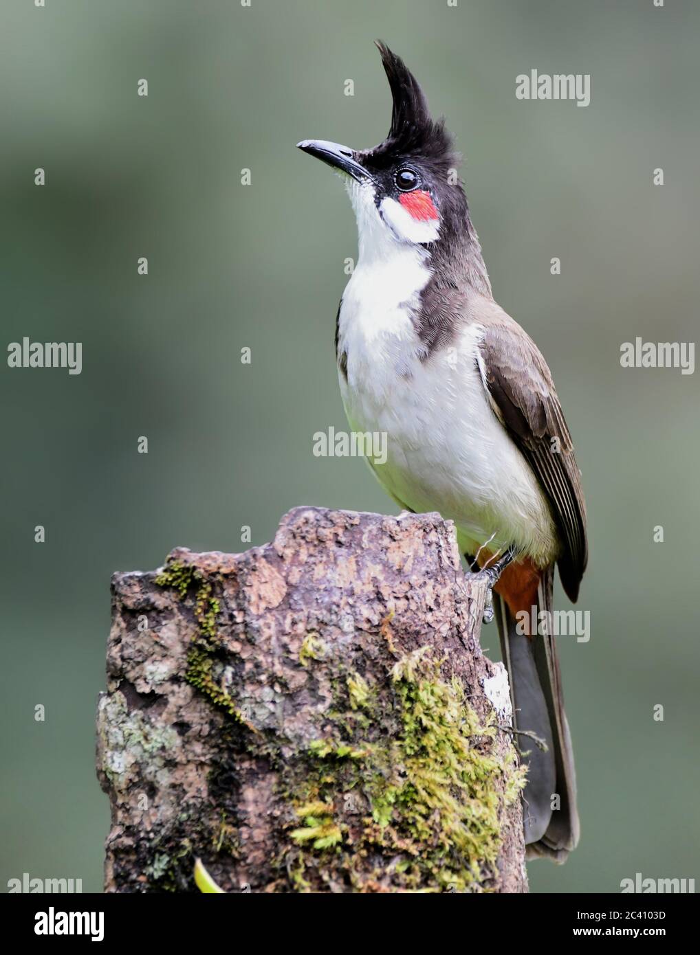Le bulbul à moustaches rouges, ou bulbul à crassets, est un oiseau de passereau trouvé en Asie. C'est un membre de la famille du bulbul. C'est un frugivore résident trouvé Banque D'Images