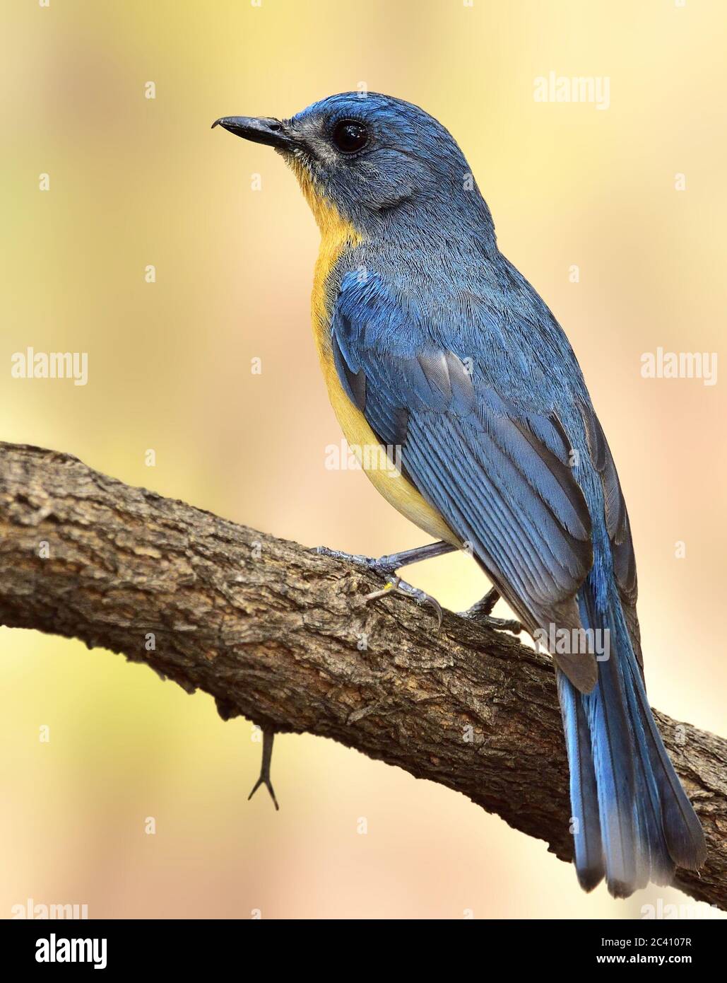 Le flycapcher bleu de Tickell est un petit oiseau de passereau de la famille des flycapchers. C'est une espèce insectivore qui se reproduit en Asie tropicale, de l' Banque D'Images