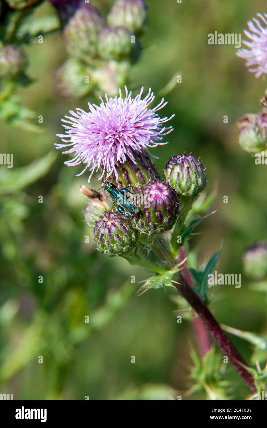 La mouche espagnole (Lytta vesicatoria) est un coléoptère vert émeraude de la famille des coléoptères des boursouflures (Meloidae). Sur un chardon rampant. Cirsium arvense Steracea Banque D'Images