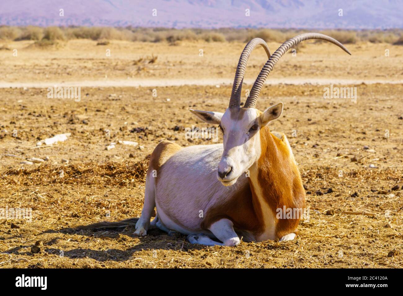 Oryx à cheval de Schimitar, dans la réserve naturelle de Yotvata Hai-Bar, dans le désert d'Arava, dans le sud d'Israël Banque D'Images