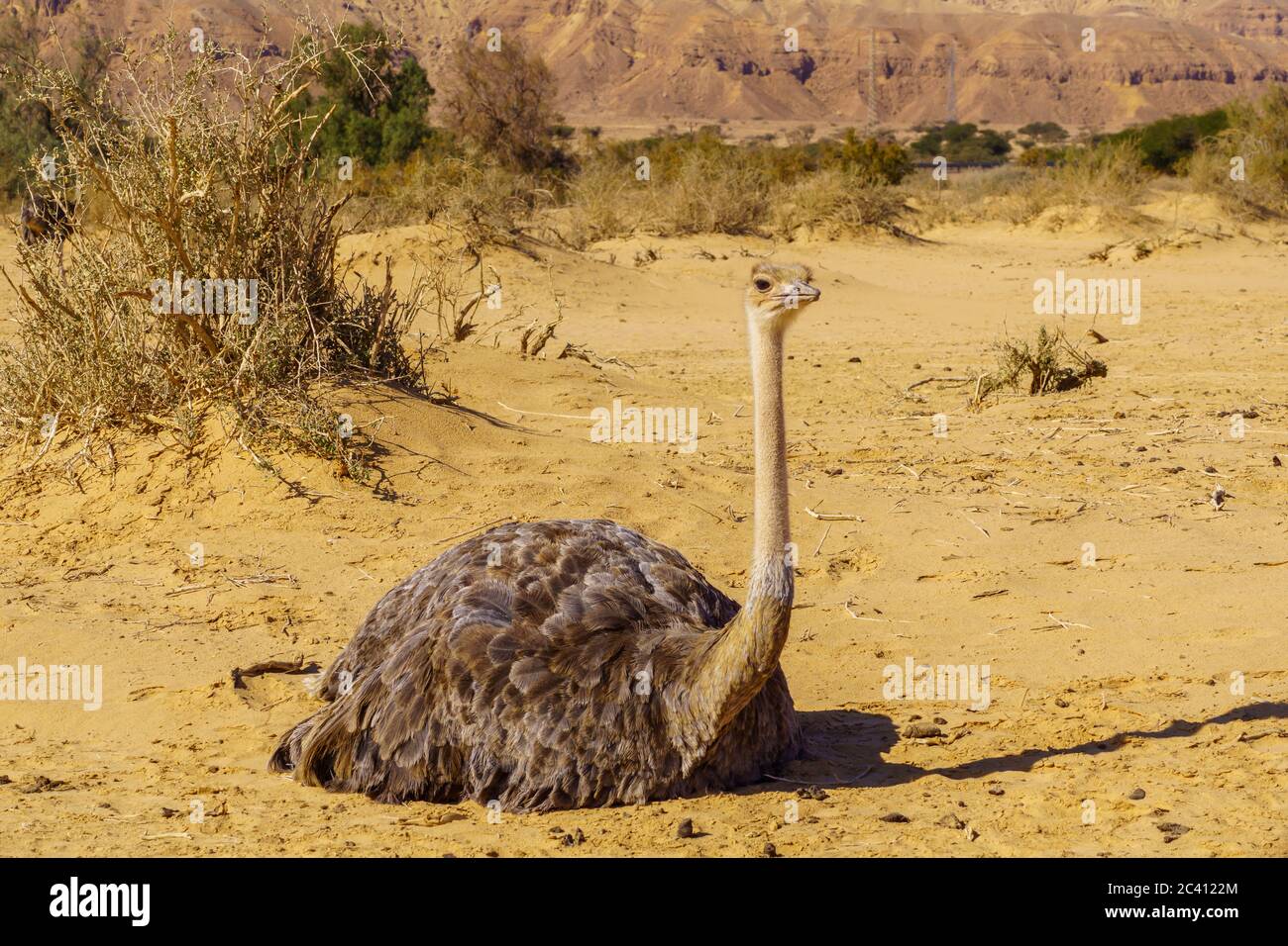 Autruche, dans la Réserve naturelle de Yotvata Hai-Bar, dans le désert d'Arava, dans le sud d'Israël Banque D'Images