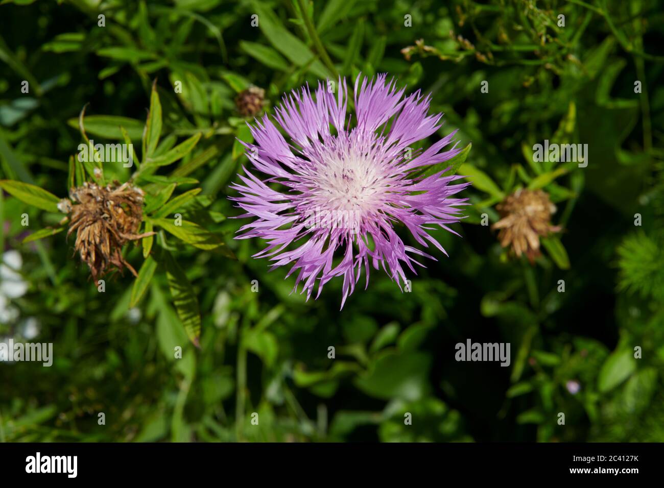 Chardon de sanglier ou chardon de lait violet, (Gactites tomentosa) East Yorkshire, Angleterre, Royaume-Uni, GB. Banque D'Images