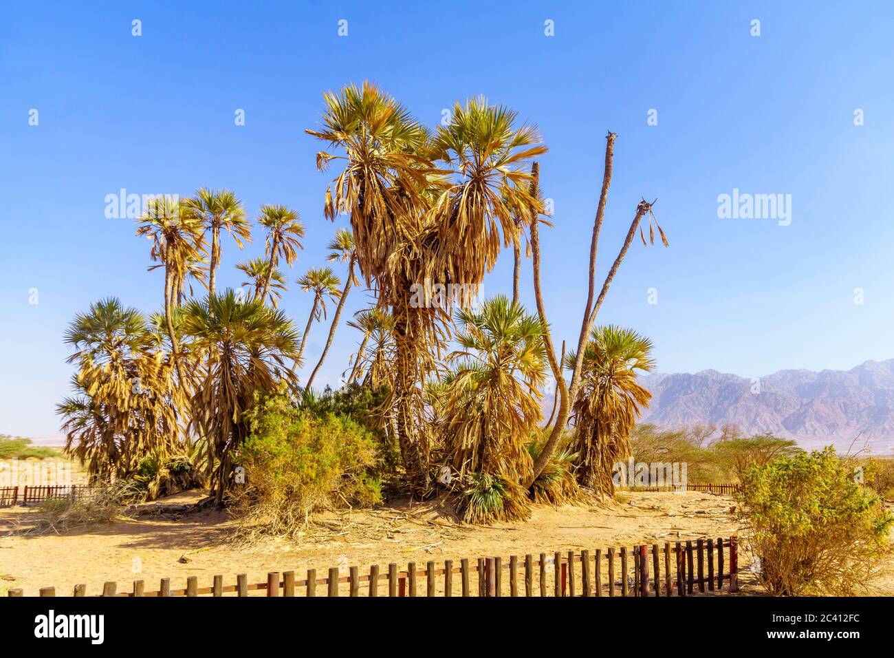 Petite bosquet de palmiers de doum (Hyphaene thebaica), dans le désert d'Arava, dans le sud d'Israël Banque D'Images