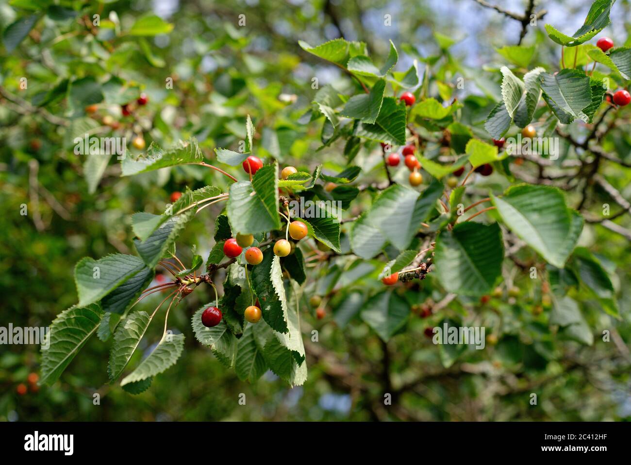 Un cerisier sauvage au bord d'un bois en Angleterre. Fruit pour les oiseaux, car ils sont assez peu doux. Banque D'Images