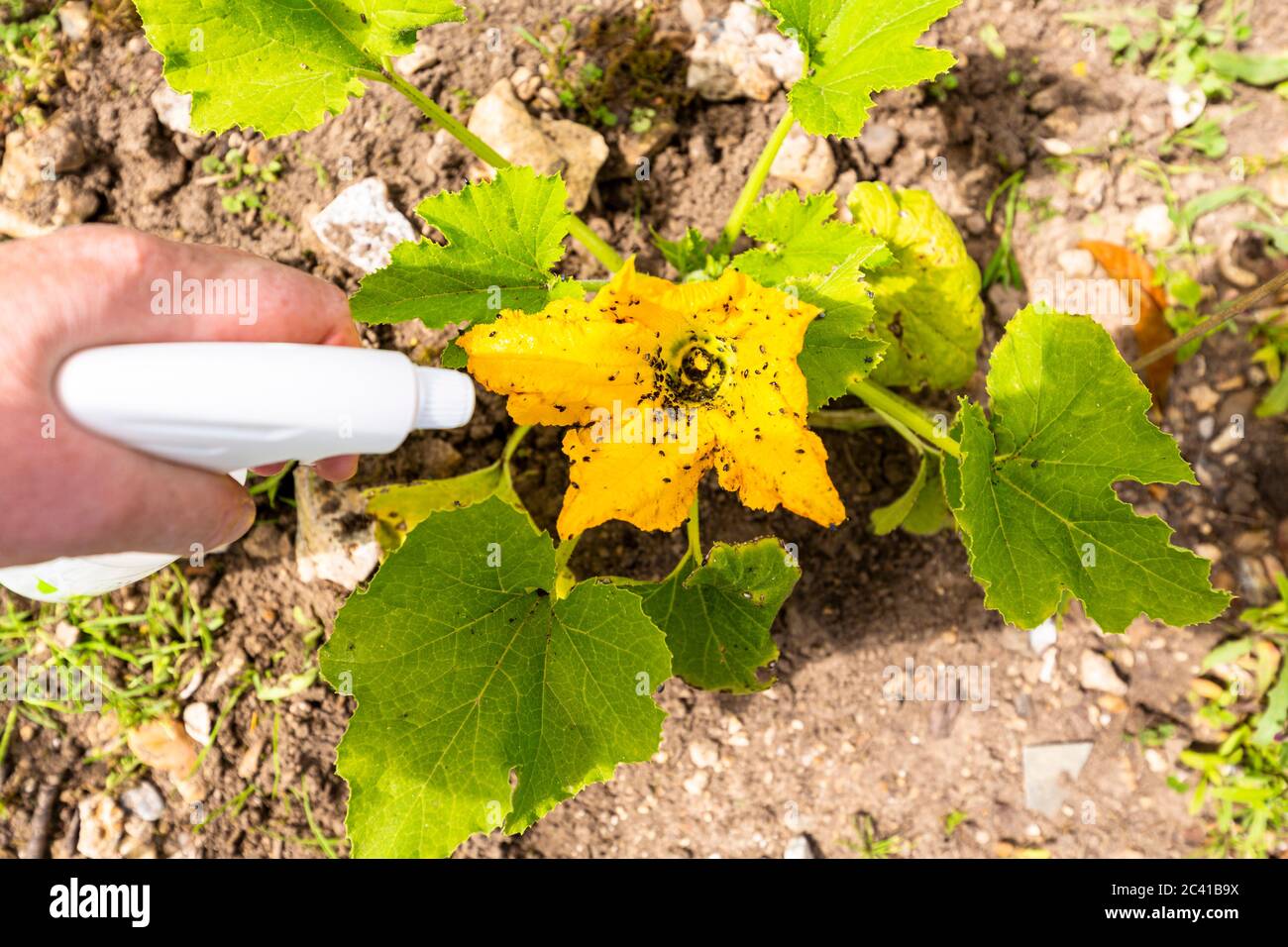 plante de fleur jaune de zucchini infectée par de nombreux pucerons noirs.  Sans pesticide, fabriqué avec de l'eau, du savon vert et du vinaigre Photo  Stock - Alamy