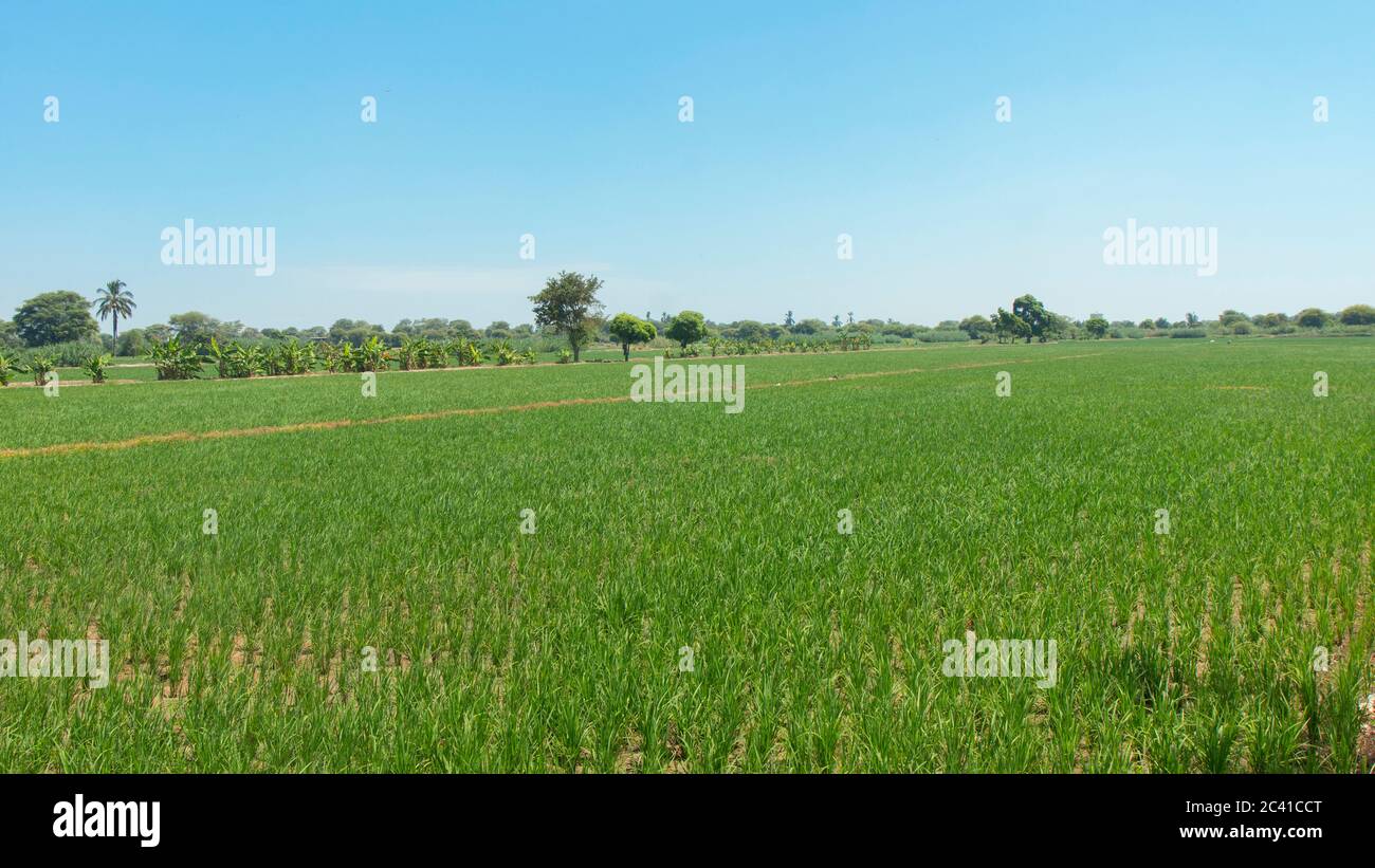 Vue sur les champs verts plantés de riz avec ciel bleu clair dans le nord du Pérou Banque D'Images