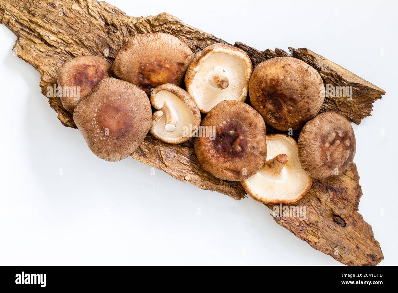 Lentinula edodes, champignons shiitake sur fond de bois Banque D'Images