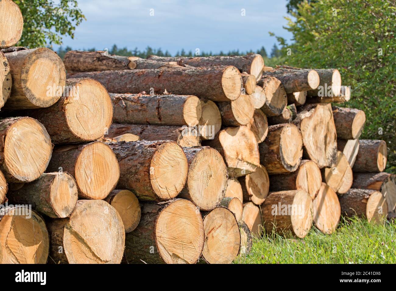 Grumes empilées en bordure de forêt Banque D'Images