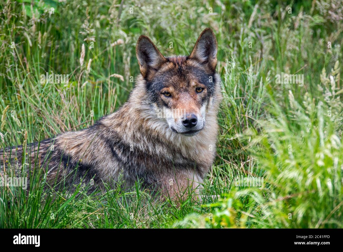 Loup gris européen / loup gris sauvage (Canis lupus) reposant dans les prairies au bord de la forêt Banque D'Images