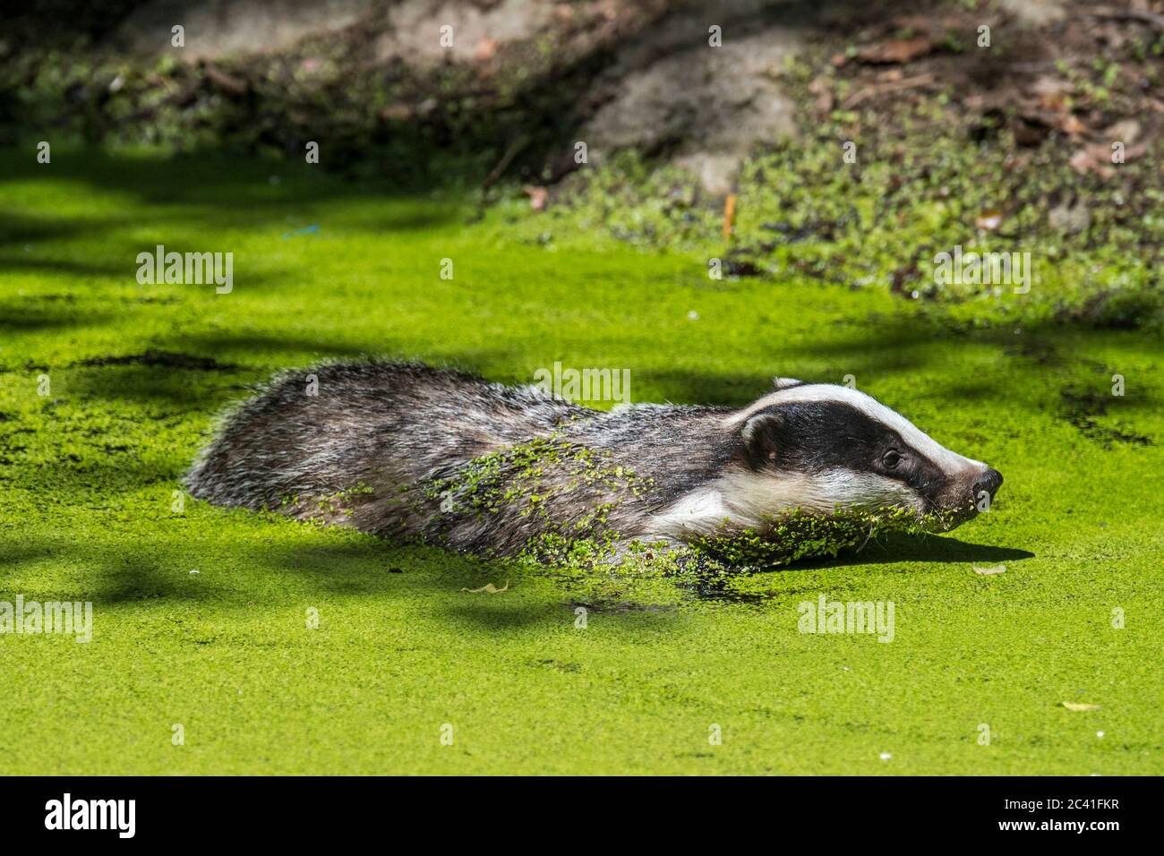 Blaireau européen (Meles meles) nageant dans l'eau d'un étang / piscine couverte de duckweed Banque D'Images