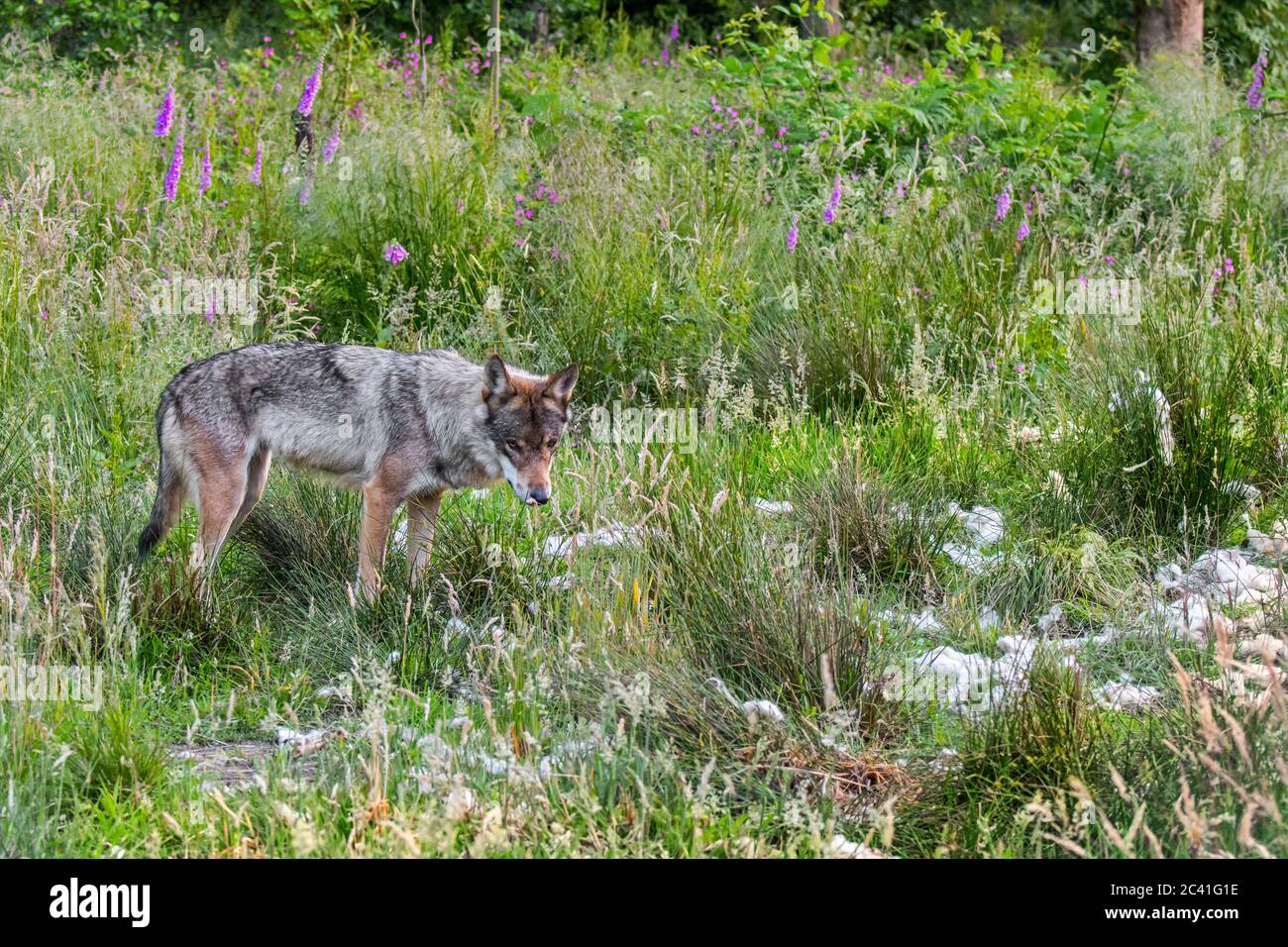 Loup gris (Canis lupus) regardant des touffes de laine de moutons tués dans le champ au bord de la forêt Banque D'Images