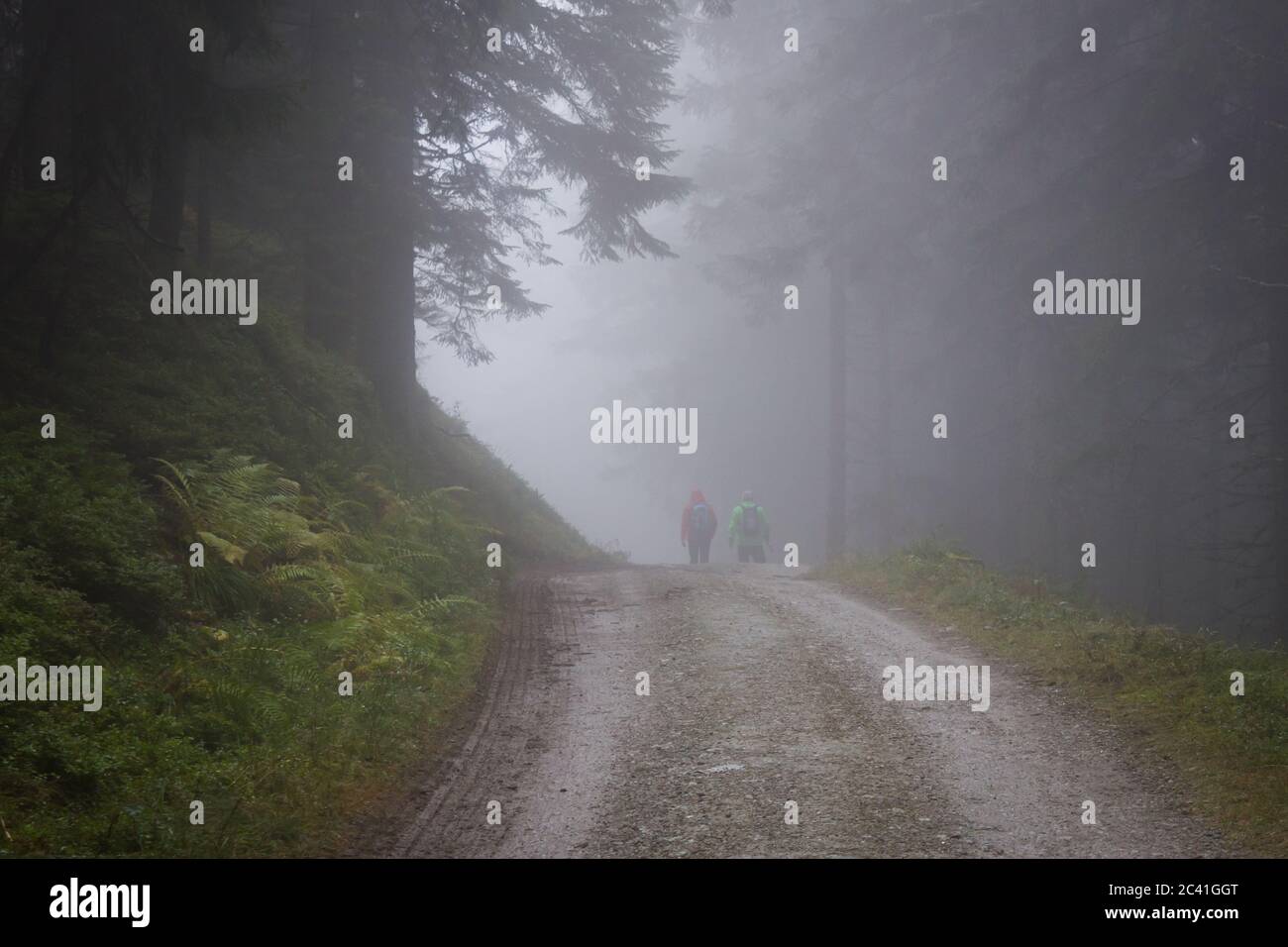 Forêt de montagne à la mode tranquille avec des personnes qui font de la randonnée sur un sentier Banque D'Images