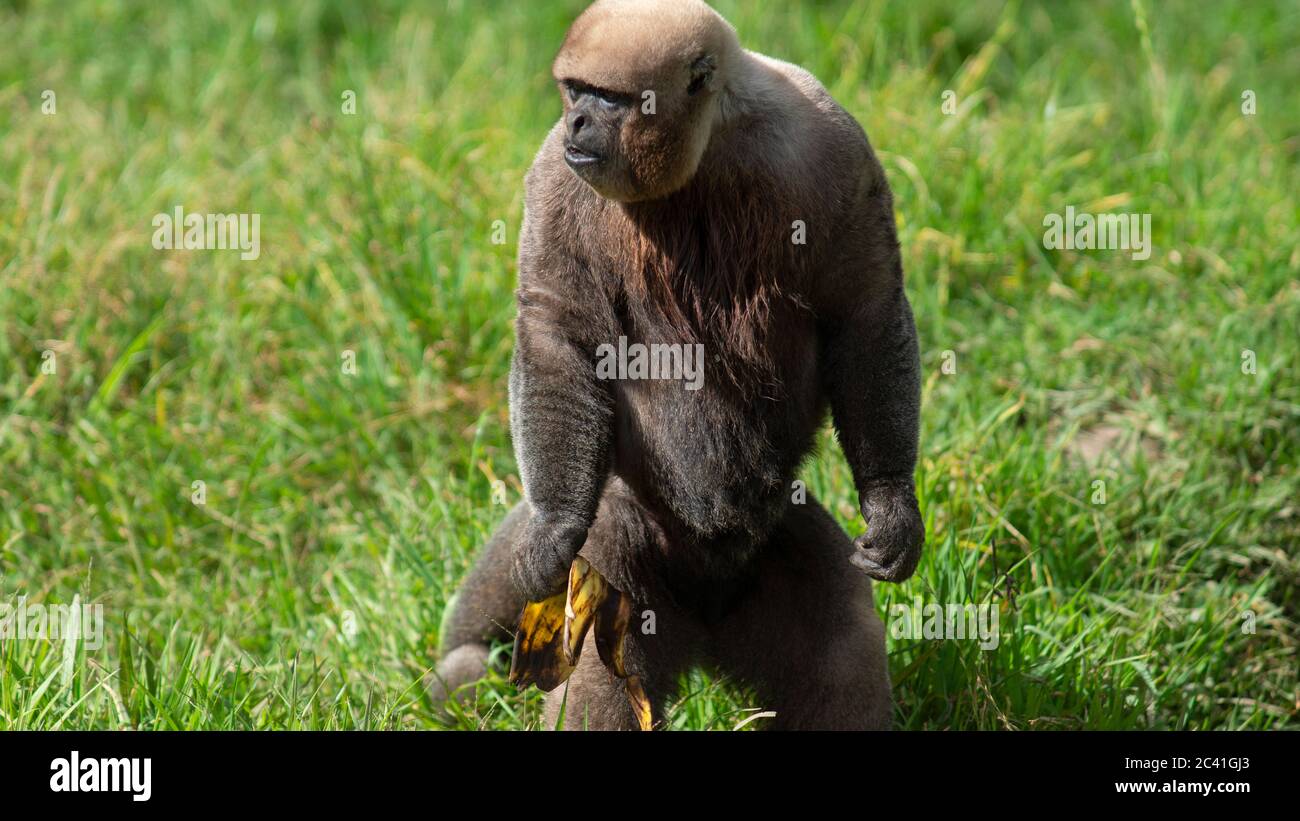 Chorongo singe debout sur ses deux jambes dans un champ vert. Noms communs: Singe laineux, singe Chorongo. Nom scientifique : Lagothrix lagothricha Banque D'Images