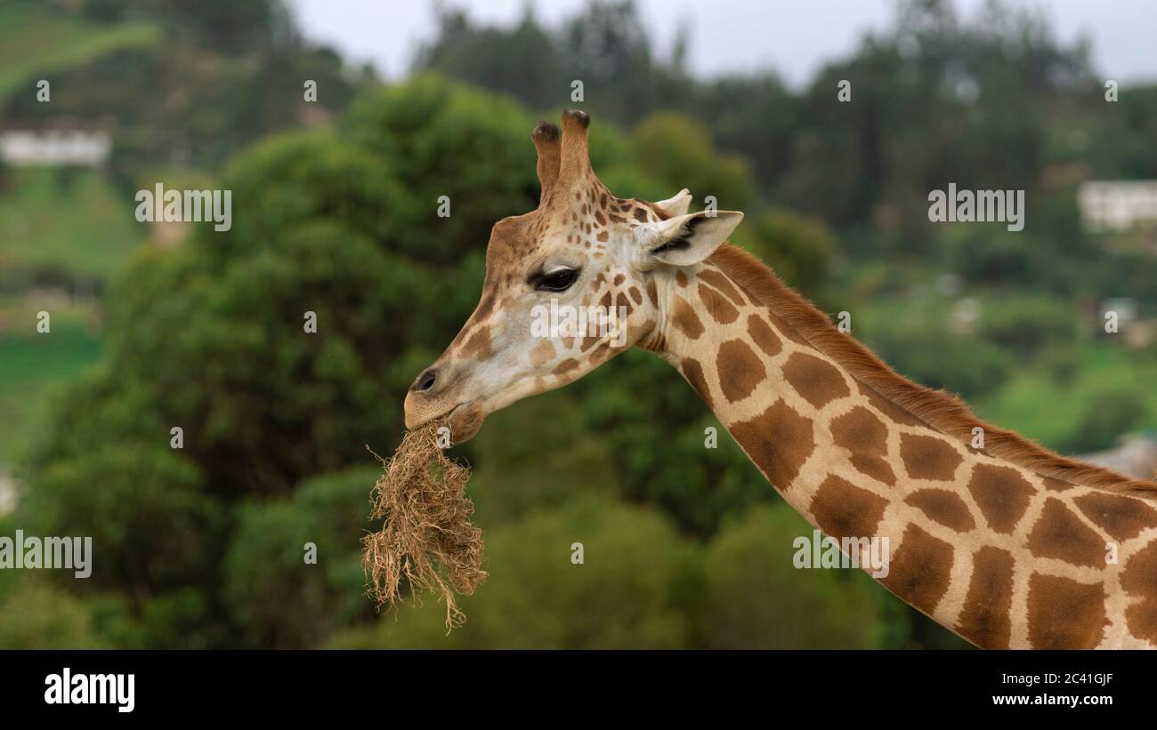 Vue sur le cou et la tête d'une girafe mangeant sur un fond de forêt verte hors du foyer. Nom scientifique: Giraffa camelopardalis Banque D'Images