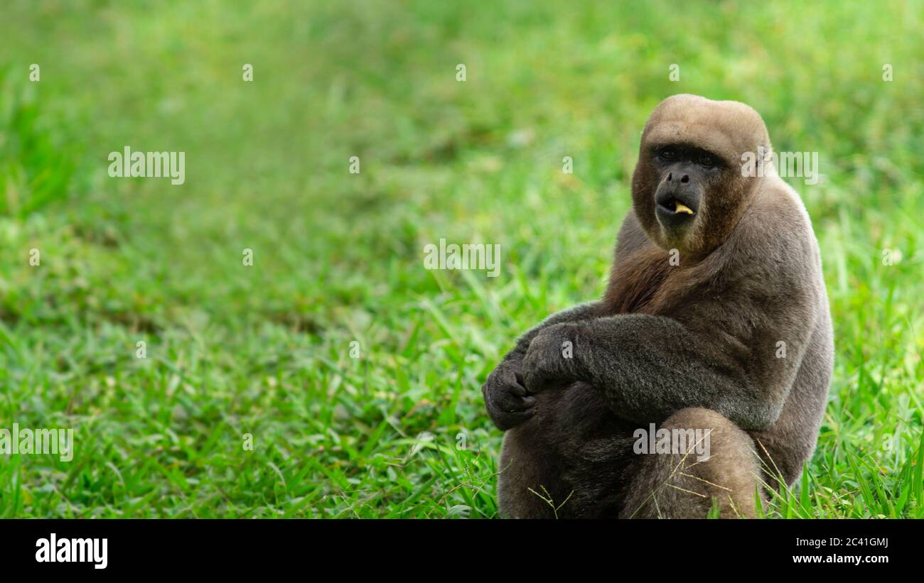 Singe Chorongo mangeant assis dans un champ vert. Noms communs: Singe laineux, singe Chorongo. Nom scientifique : Lagothrix lagothricha Banque D'Images