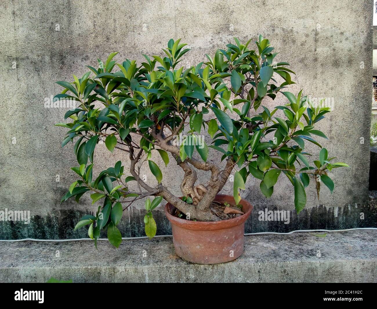 Bonsai est une forme d'art d'Asie de l'est qui utilise des techniques de culture pour produire, dans des conteneurs, de petits arbres qui imitent la forme et l'échelle de plein s. Banque D'Images