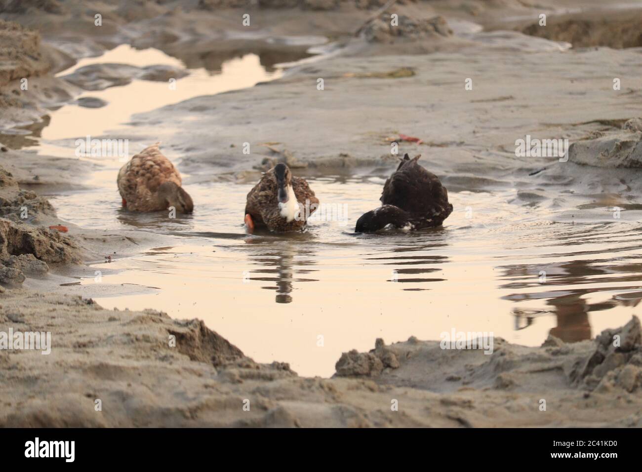 Trois canards domestiques dans la rivière Dry. Banque D'Images