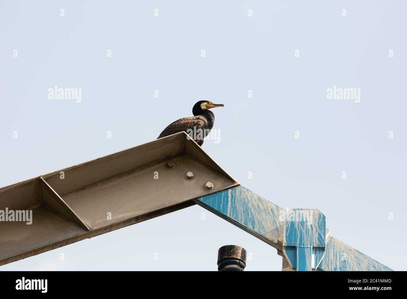 Cormorant perché au sommet d'un pont Banque D'Images