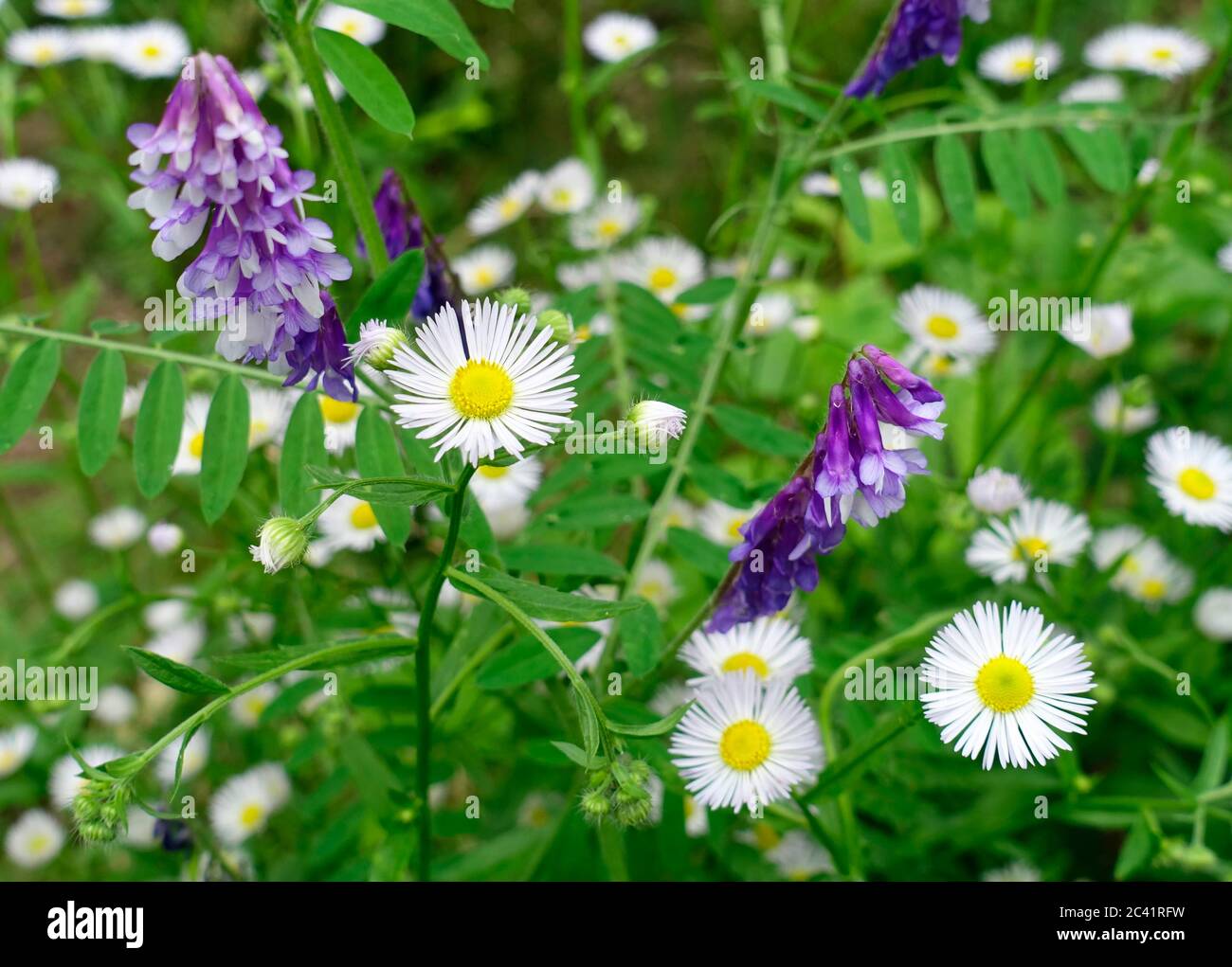 Vicia craca (vesce touffeté, vesce de vache, vesce d'oiseau, vesce bleue, vesce boréale), est une espèce de vesce originaire d'Europe Banque D'Images