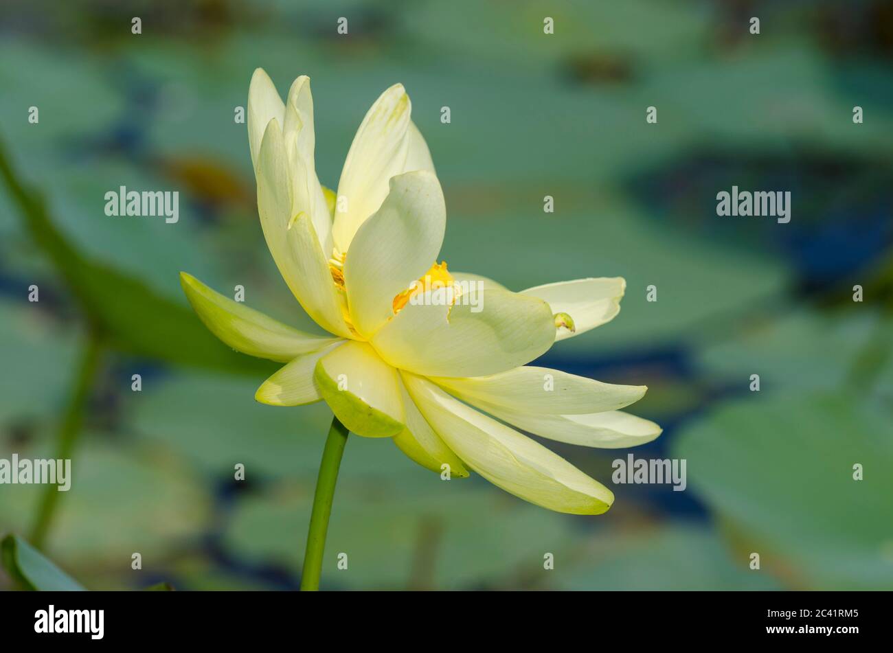 lotus américain, Nelumbo lutea Banque D'Images