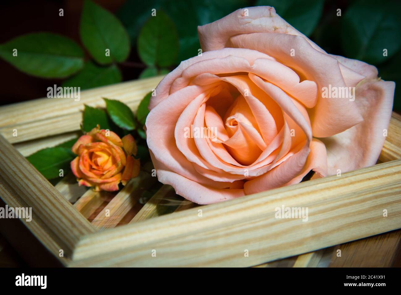 Roses rouges faites de bas dans de vieux vases sur des planchers en bois, concept de vie STILL Banque D'Images