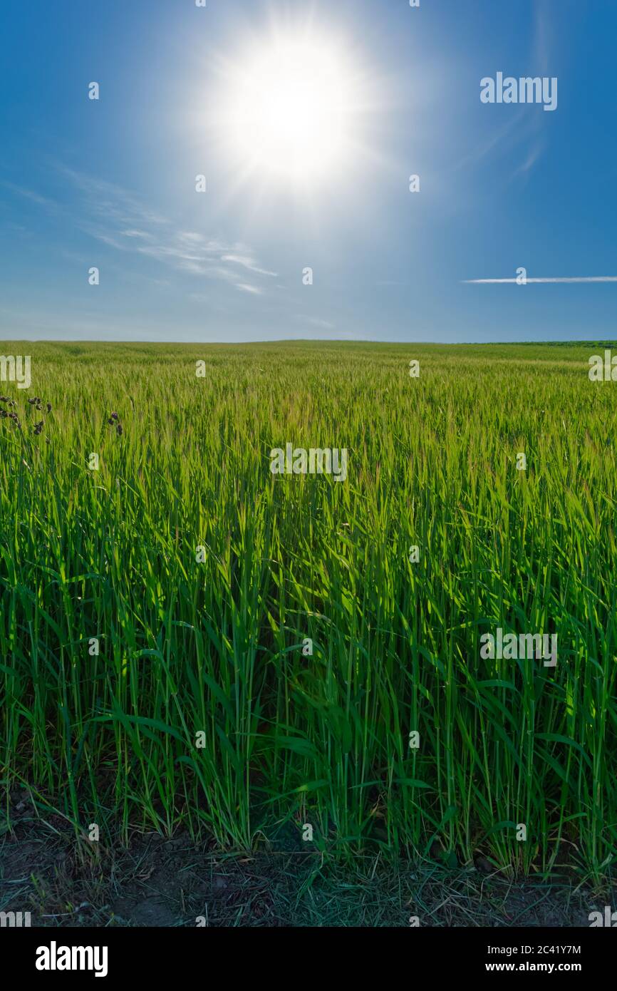 Grand champ agricole de récolte de grain avec ciel bleu et le soleil au-dessus Banque D'Images