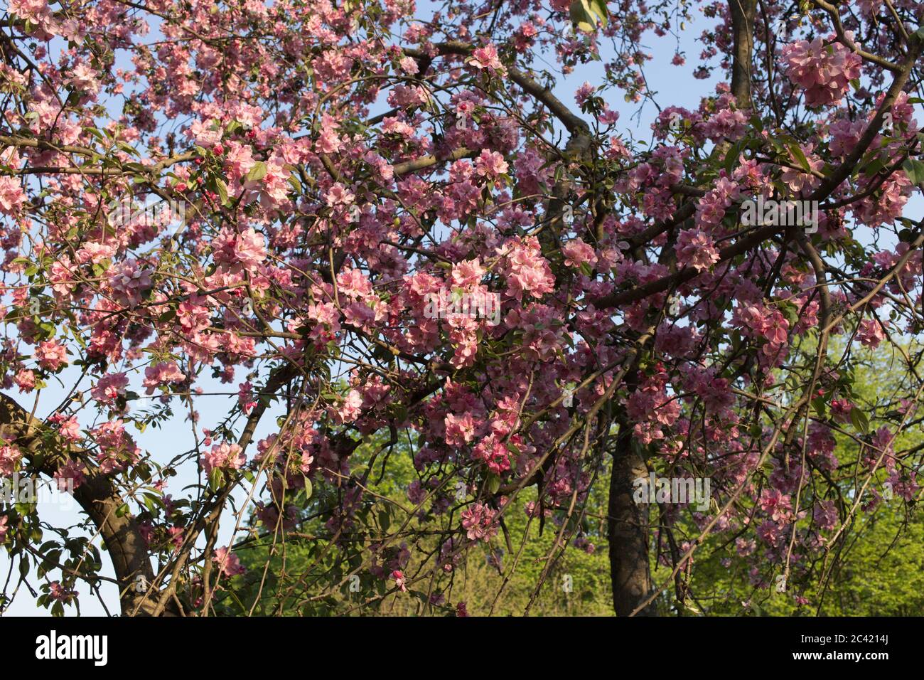 Le printemps est le grand réveil de la nature. Arrière-plan d'un arbre en  pleine floraison. Gros plan de fleurs Photo Stock - Alamy