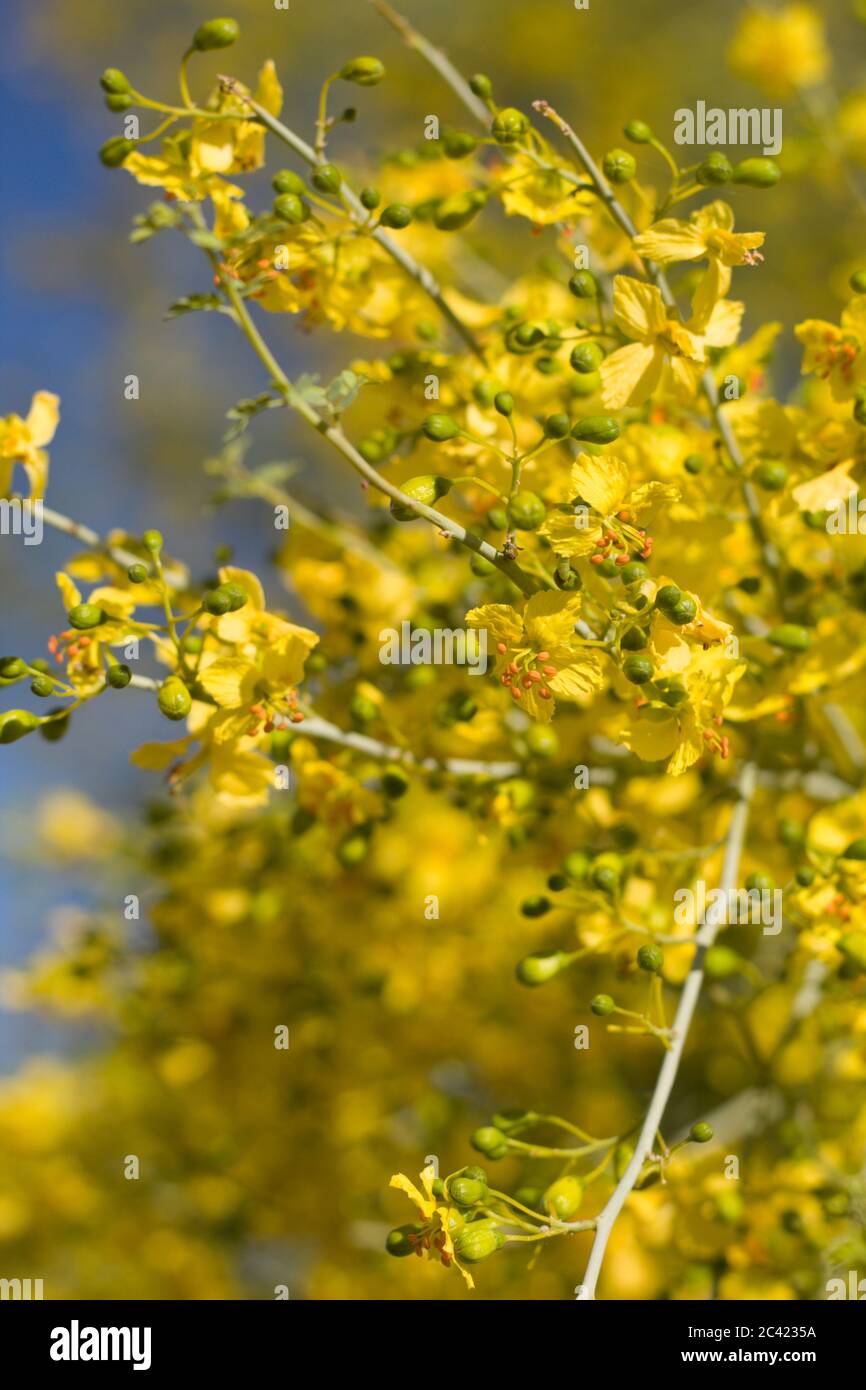 Fleurs jaunes de Blue Palo Verde, Parkinsonia Florida, Fabaceae, arbre indigène à la périphérie des Twentynine Palms, désert de Mojave du Sud, Springtime. Banque D'Images