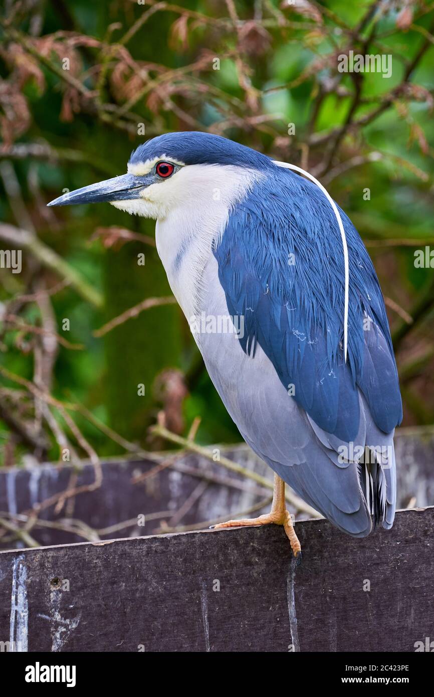 Bihoreau gris (Nycticorax nycticorax) Banque D'Images