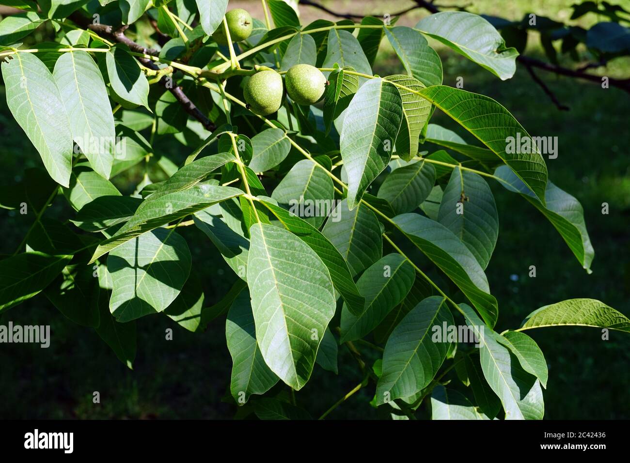 Noyer perse, noyer anglais, noyer carpalien, noyer de Madère, noyer commun, Echte Walnuss, Nussbaum, Juglans regia, közönséges dió Banque D'Images