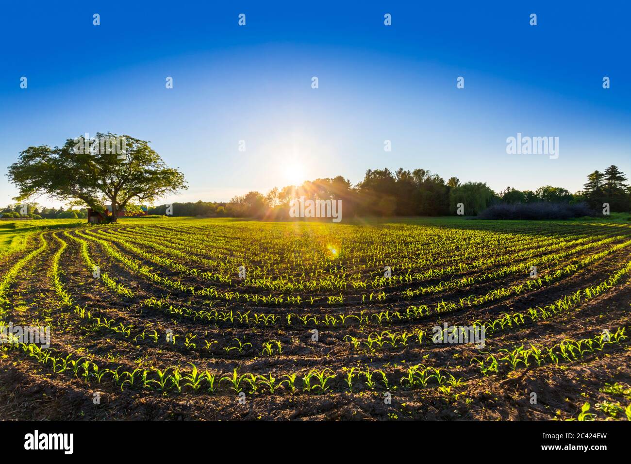 des rangées incurvées de jeunes plants de maïs au printemps au coucher du soleil. Meaford, Ontario, Canada Banque D'Images