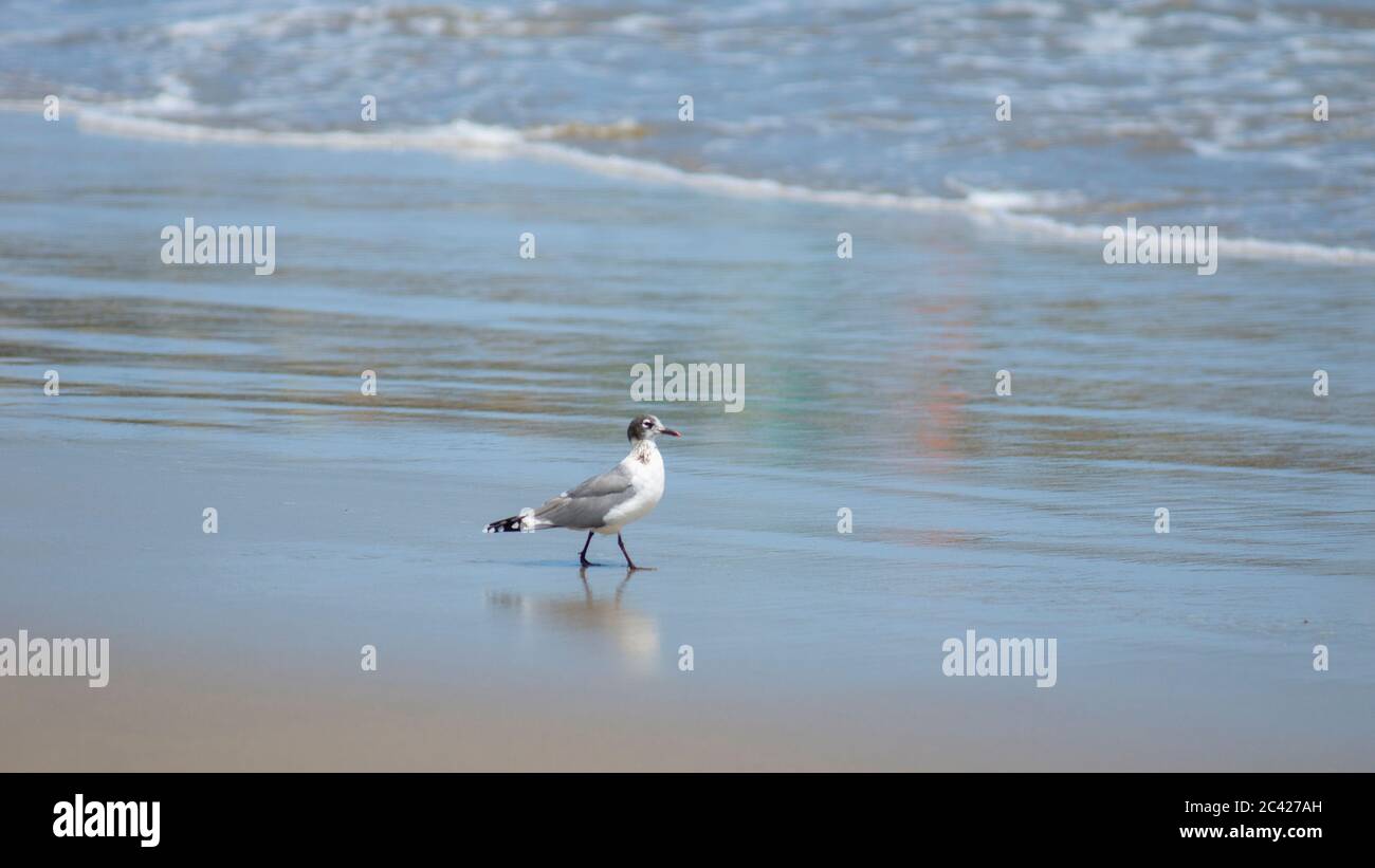 Franklin's Gull marchant seul sur la plage. Nom scientifique: Larus pifixcan Banque D'Images