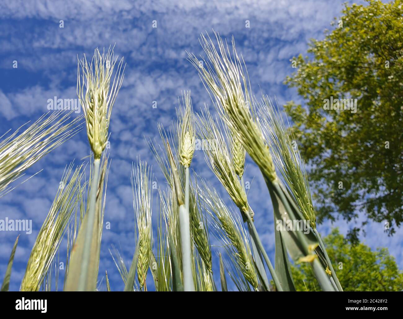 Gros plan sur les épis de blé vert sauvage et les graines, vus du sol vers  un ciel bleu ressemblant à un paysage macro Photo Stock - Alamy