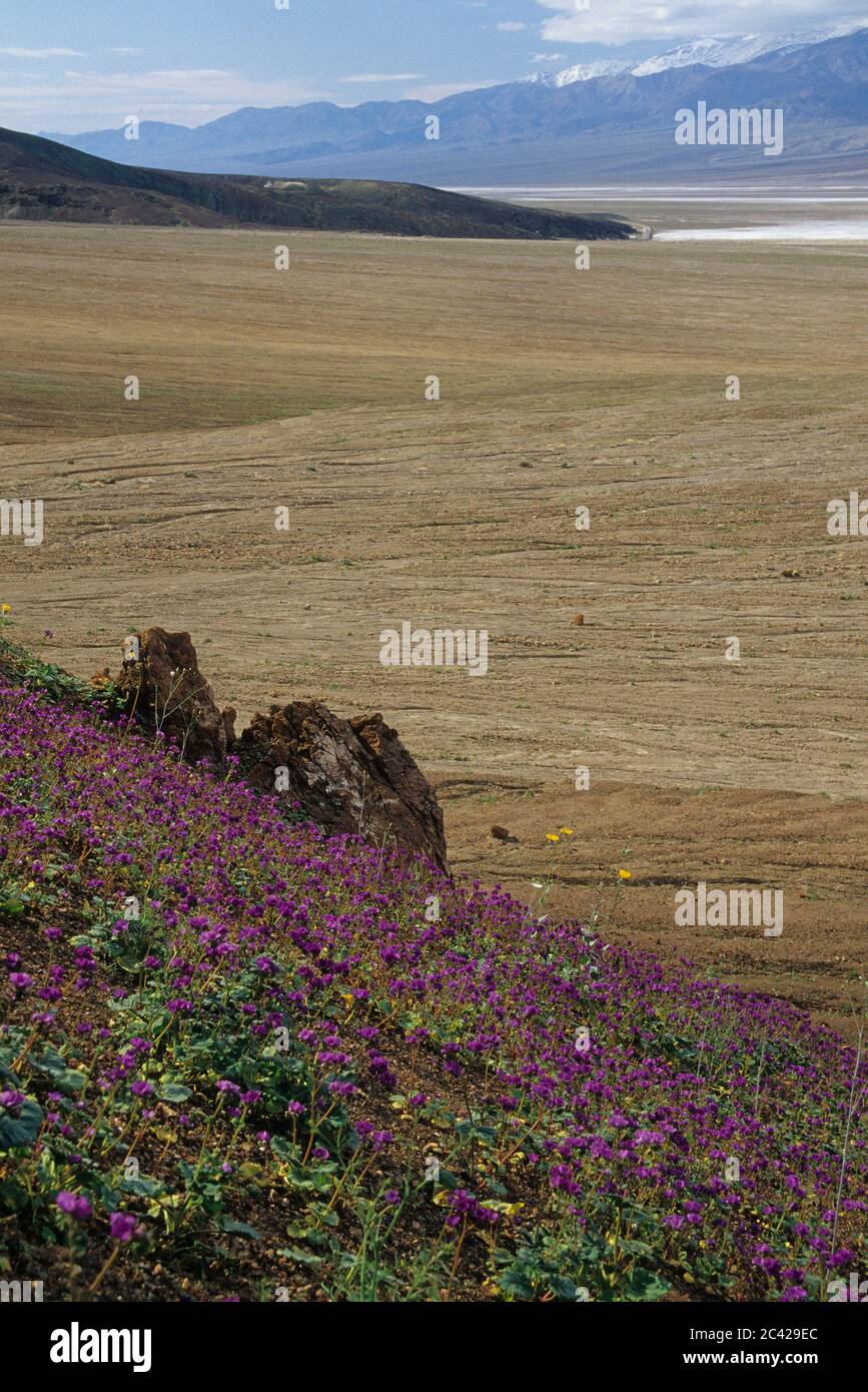 Amargosa Range fleurit près de Golden Canyon, parc national de la Vallée de la mort, Californie Banque D'Images