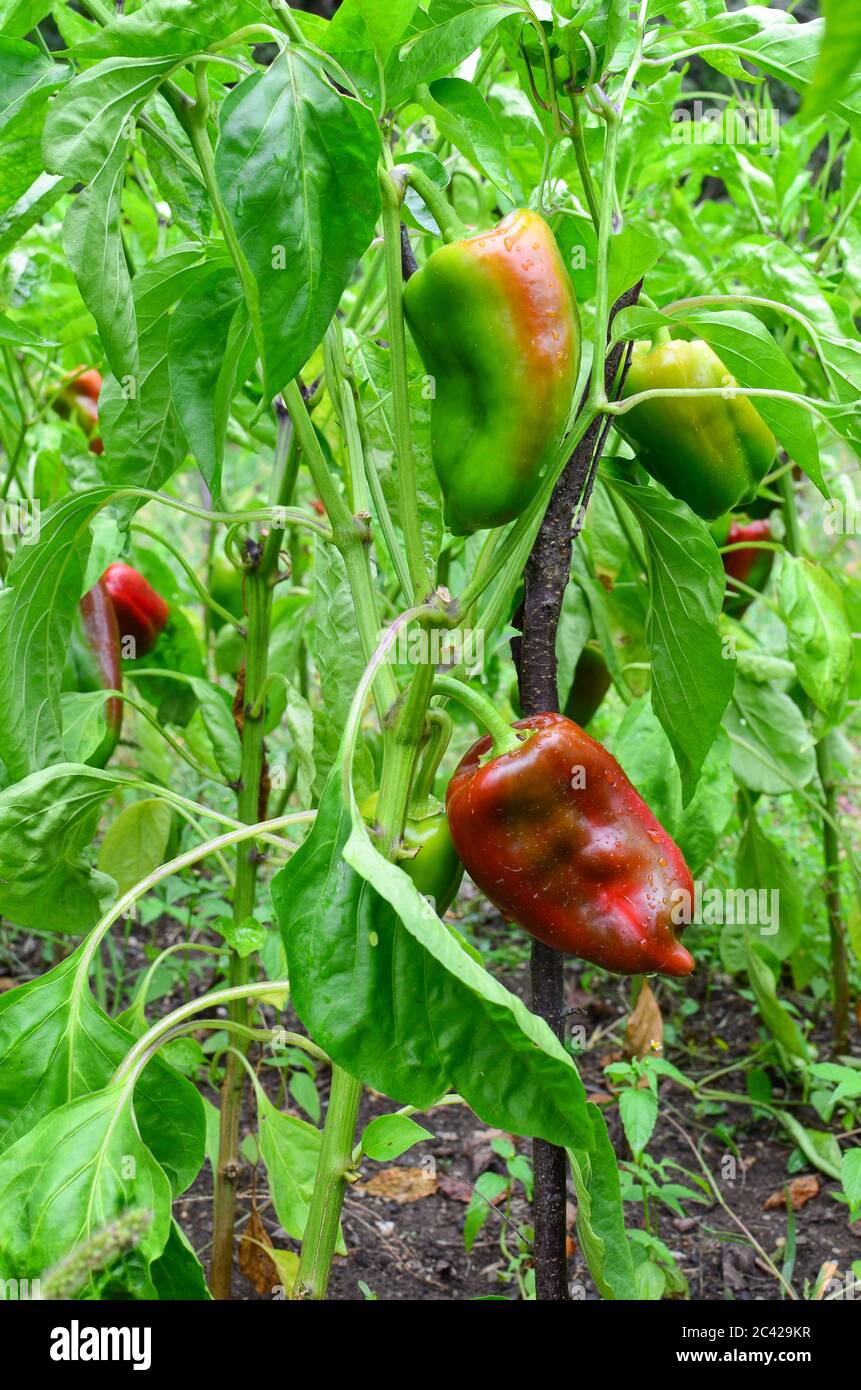 Poivrons rouges et verts non mûrs dans le jardin après la pluie d'été Banque D'Images