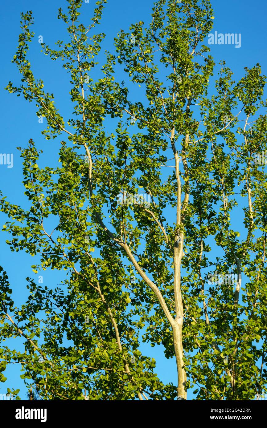 Jeunes trunks, branches et foliage d'arbres de peuplier faux-tremble ( Populus tremula ) contre le ciel bleu , Finlande Banque D'Images
