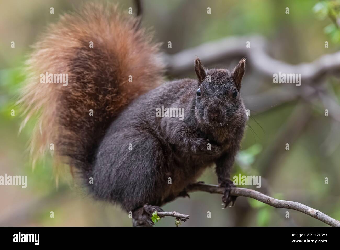 Écureuil gris de l'est, Sciurus carolinensis, un individu mélaniste avec une queue rougeâtre qui se trouve autour d'un mangeoire à oiseaux dans le centre du Michigan, aux États-Unis Banque D'Images