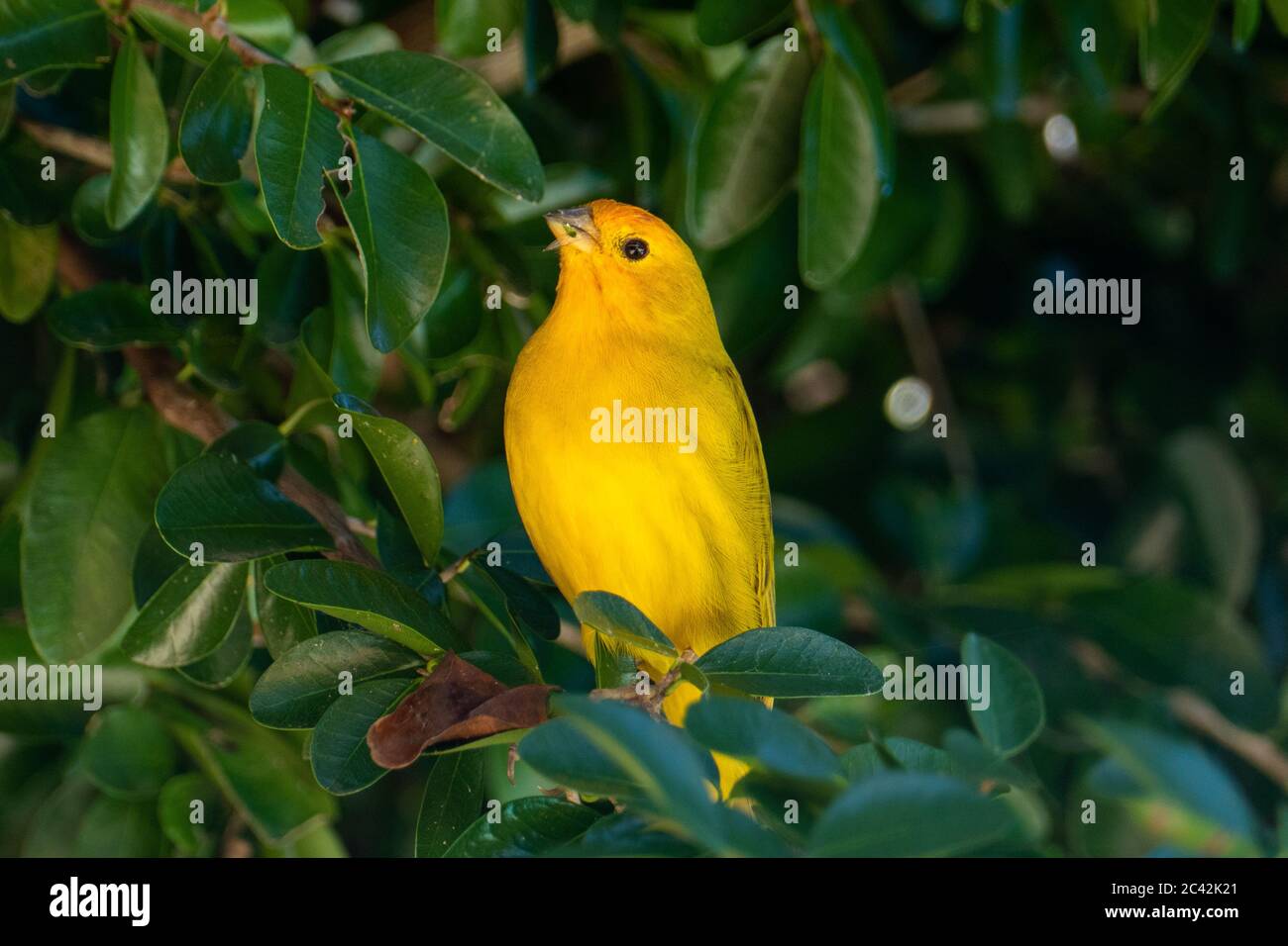 Canaris de l'Atlantique, un petit oiseau sauvage brésilien. Le canarien jaune Crithagra flaviventris est un petit oiseau de sérérine dans la famille finch. Banque D'Images