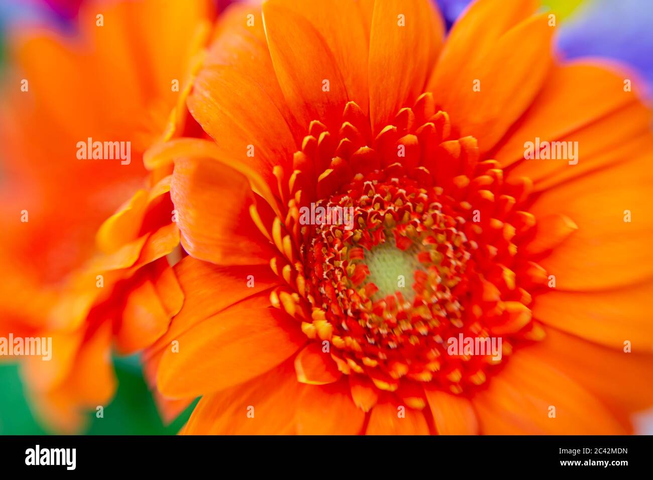 WA16971-00...WASHINGTON - fleur en composite colorée. Banque D'Images