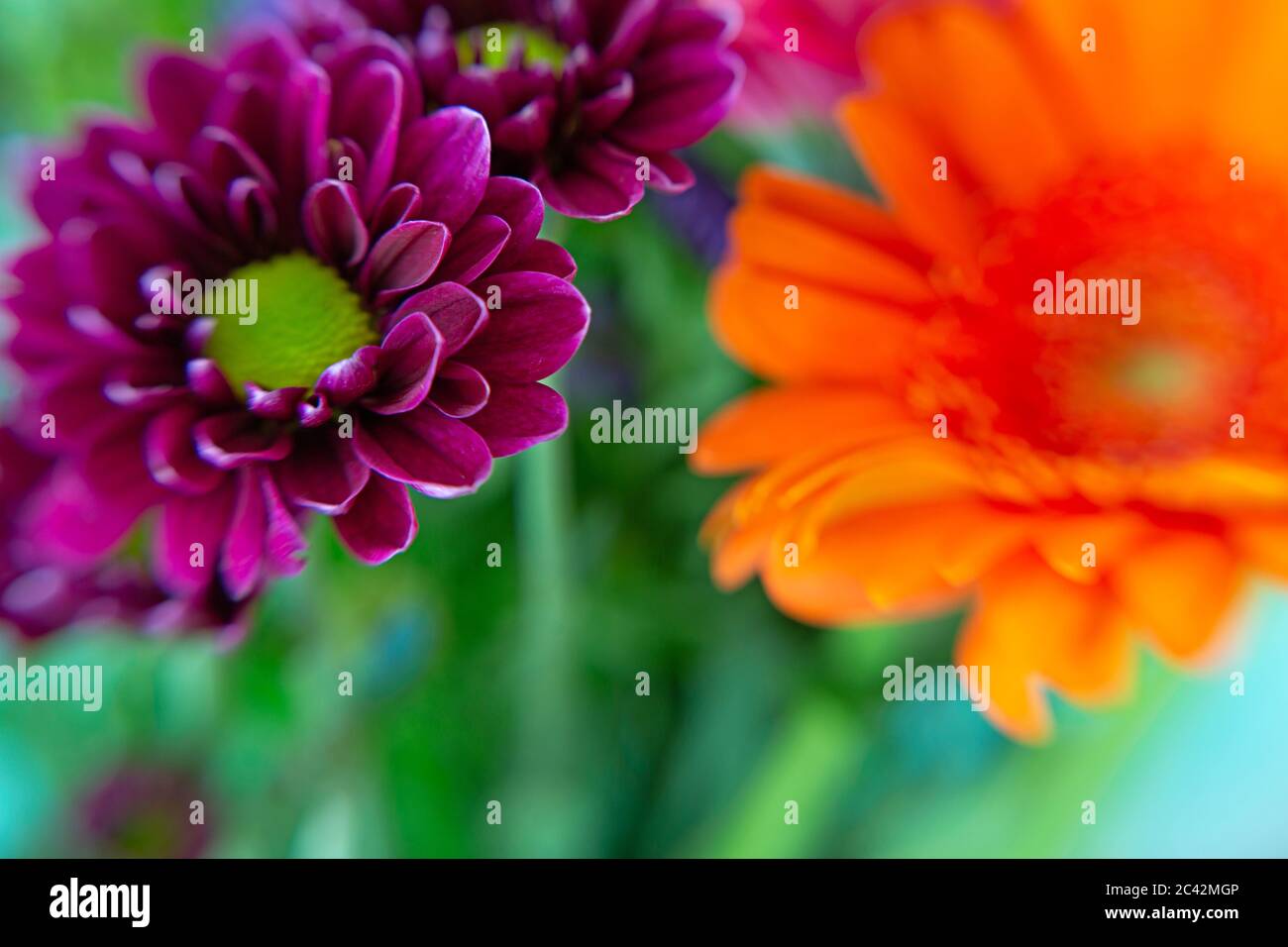 WA16972-00...WASHINGTON - fleurs composites aux couleurs vives dans un arrangement floral. Banque D'Images
