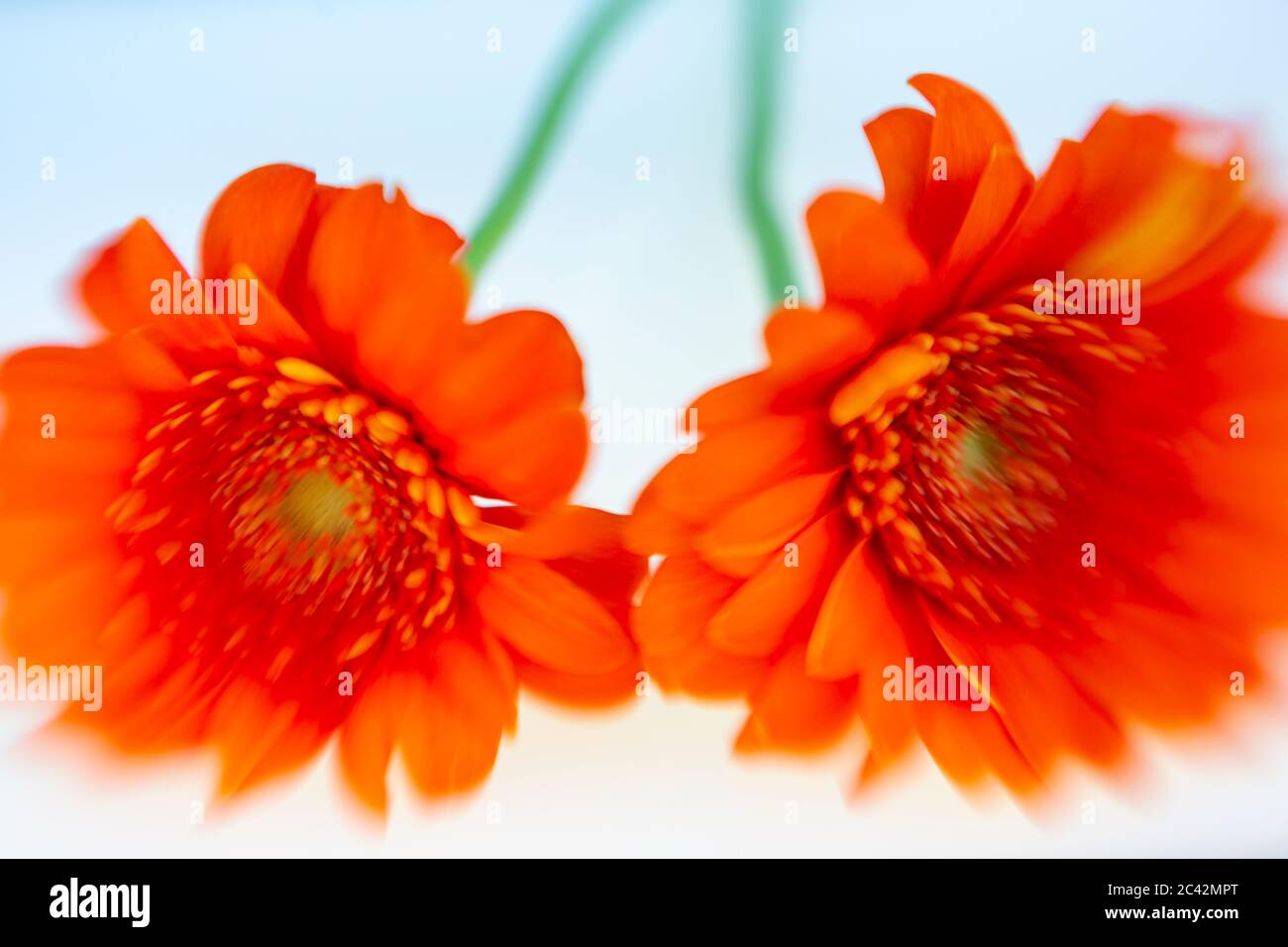 WA16979-00...WASHINGTON - dalhias orange brillant photographié avec un Losbaby Sweet Spot 50.. Banque D'Images