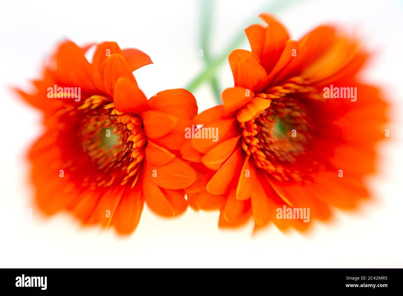 WA16980-00...WASHINGTON - dalhias orange brillant photographié avec un Lensbaby Sweet Spot 50.. Banque D'Images
