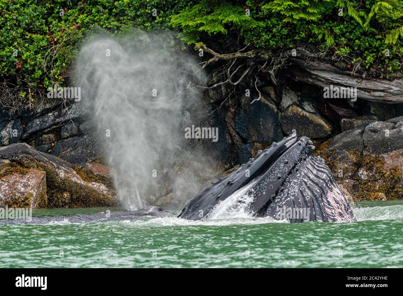 Deux baleines à bosse, maman et son veau, se nourrissant près du rivage le long de la côte de Knight Inlet, territoire des Premières nations, Colombie-Britannique, Canada. Banque D'Images