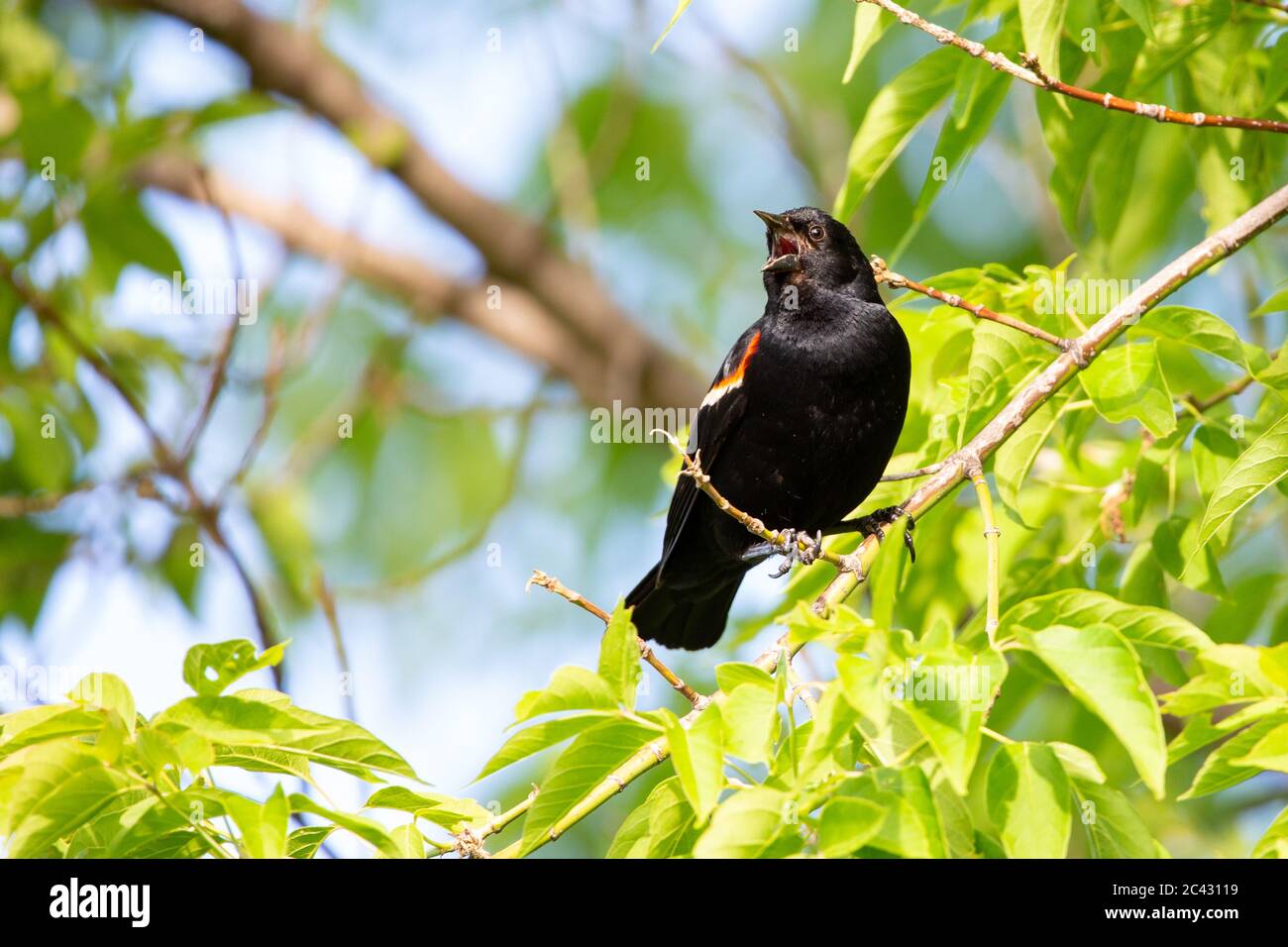 Blackbird à aigree rouge (Agelaius phoeniceus) mâle, perché sur une branche avec sa bouche ouverte chantant, horizontal Banque D'Images