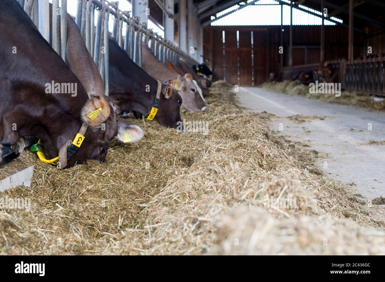 Les vaches dans un stable mangent du foin, Bavière, Allemagne Banque D'Images