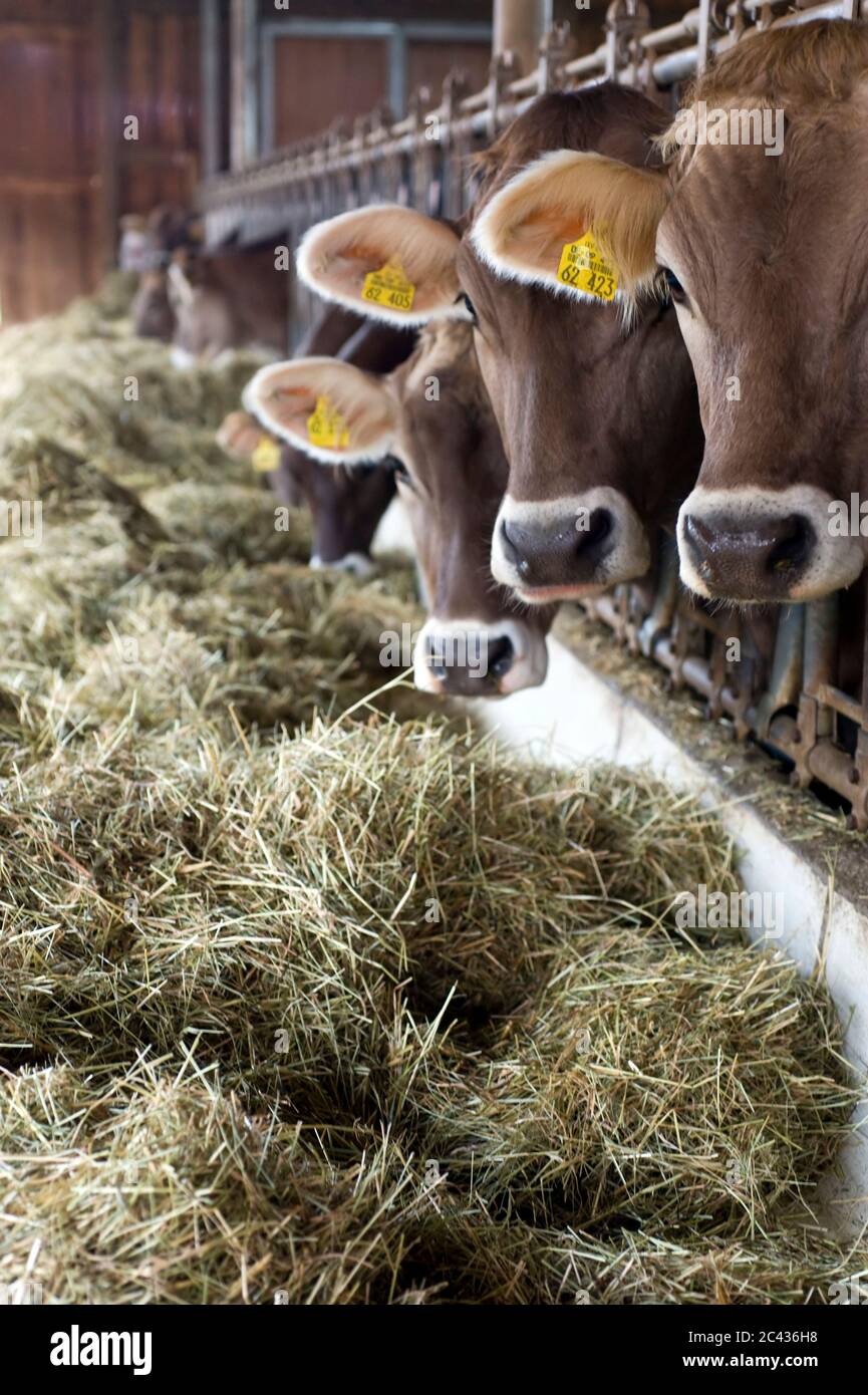 Les vaches dans un stable mangent du foin, Bavière, Allemagne Banque D'Images