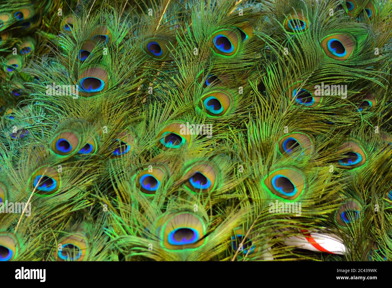 Les modèles colorés de milliers d'oiseaux magnifiques. Banque D'Images
