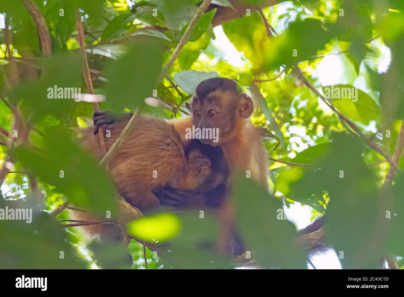 Les jeunes Capuchin Monkeys embrasent dans les arbres près d'Alta Floresta, Brésil Banque D'Images
