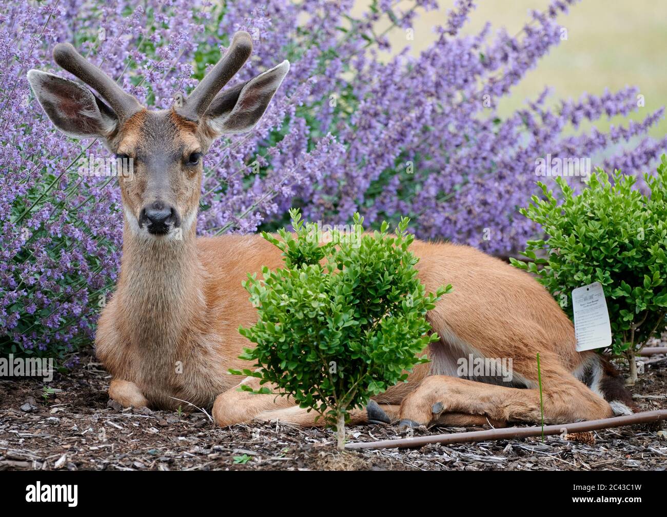 Cerf dans un jardin cultivé, Comox Valley, île de Vancouver, B.C Canada Banque D'Images