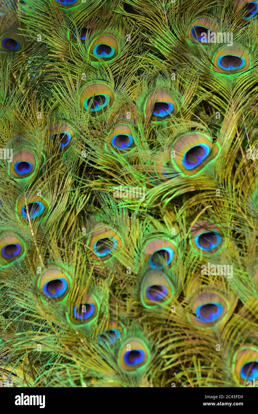 Les modèles colorés de milliers d'oiseaux magnifiques. Banque D'Images